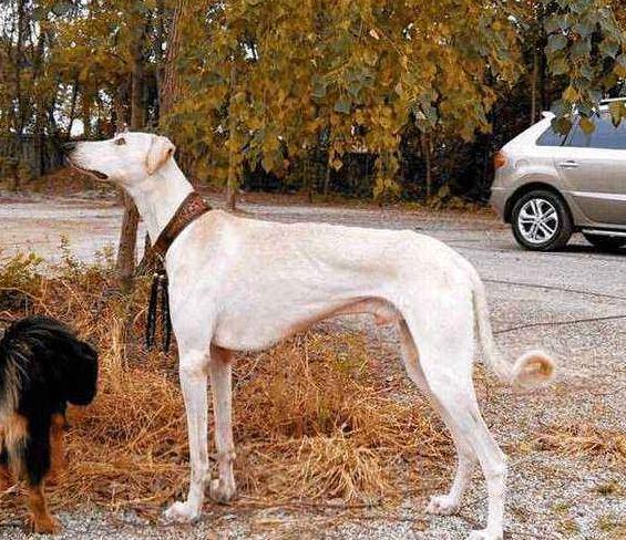 速度最快的一種獵犬。骨瘦如柴卻稱霸四方