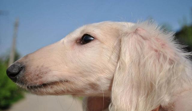 速度最快的一種獵犬。骨瘦如柴卻稱霸四方