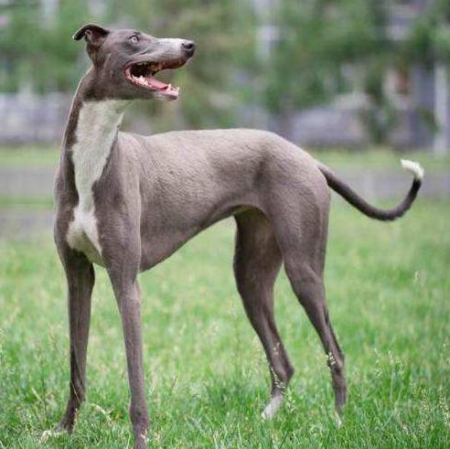 速度最快的一種獵犬。骨瘦如柴卻稱霸四方