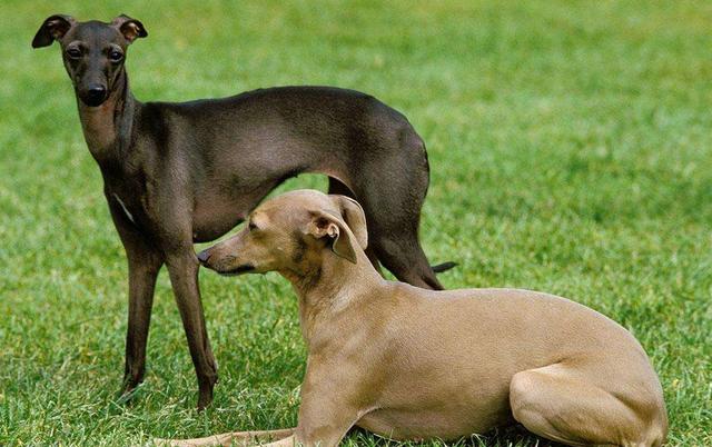速度最快的一種獵犬。骨瘦如柴卻稱霸四方