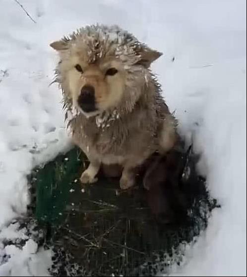 狗媽雪地中凍得直發抖，卻像豐碑一樣一動不動，當人靠近後瞬間落淚！