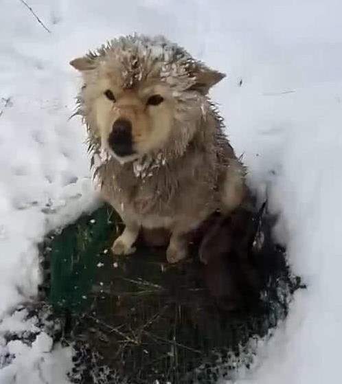 狗媽雪地中凍得直發抖，卻像豐碑一樣一動不動，當人靠近後瞬間落淚！