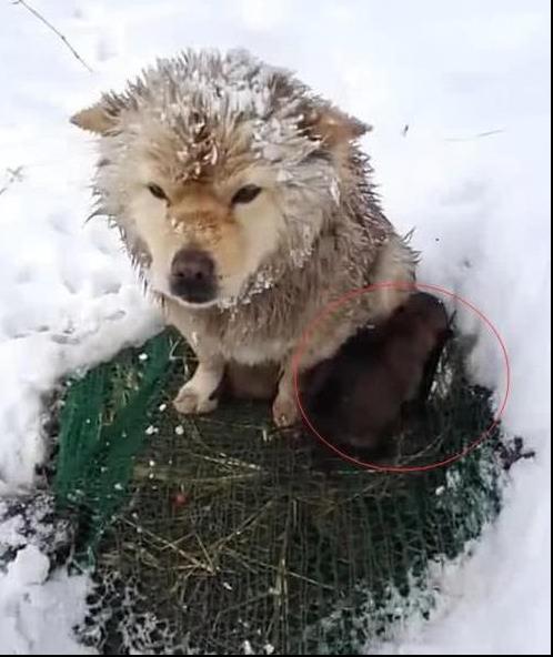 狗媽雪地中凍得直發抖，卻像豐碑一樣一動不動，當人靠近後瞬間落淚！