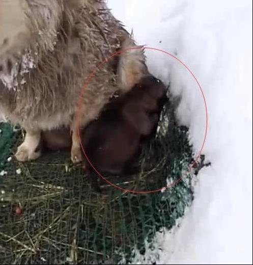 狗媽雪地中凍得直發抖，卻像豐碑一樣一動不動，當人靠近後瞬間落淚！