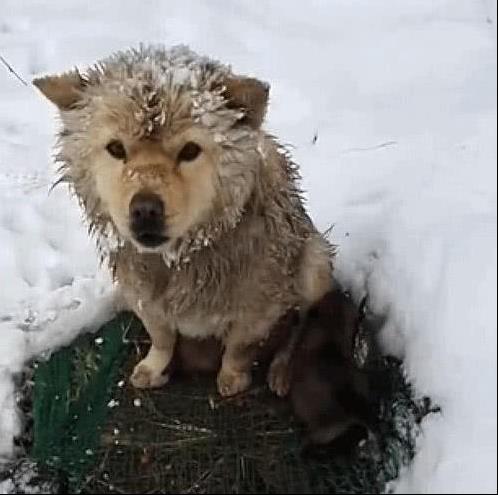 狗媽雪地中凍得直發抖，卻像豐碑一樣一動不動，當人靠近後瞬間落淚！