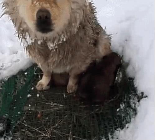 狗媽雪地中凍得直發抖，卻像豐碑一樣一動不動，當人靠近後瞬間落淚！