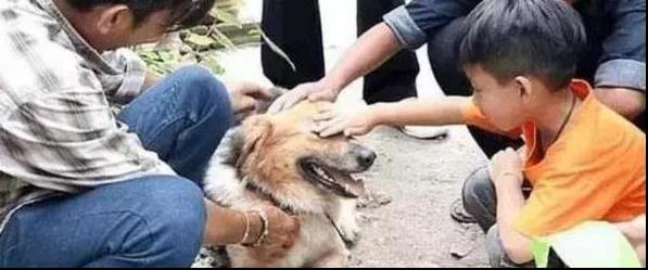 狗狗貪玩與主人走散，風雨中傻傻在原地等一年，直到看見主人熟悉身影！