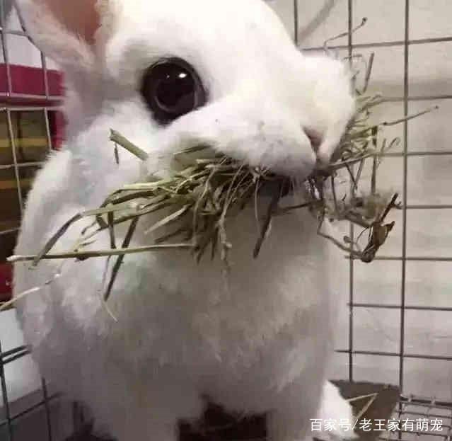 想給兔子換個吃的，結果兔子以為沒得吃了，叼著最後的口糧不鬆口