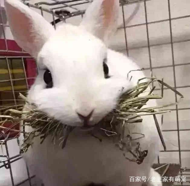 想給兔子換個吃的，結果兔子以為沒得吃了，叼著最後的口糧不鬆口