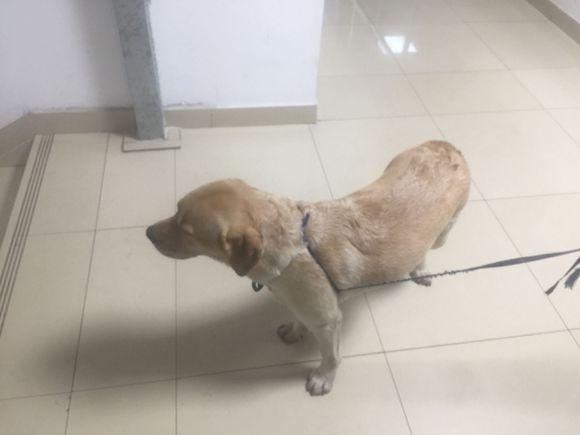 走失拉布拉多被女孩帶回家，尋找主人無結果後，送去醫院檢查才知道自己錯了！