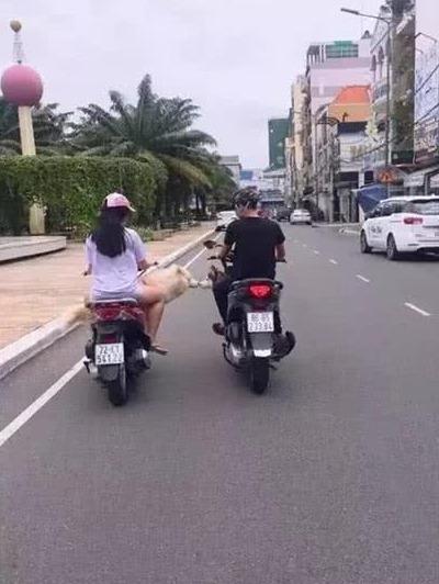 寵主騎車帶二哈遛彎，偶遇心上狗進行接吻，寵主：我能不能脫單就靠你了！