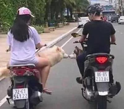 寵主騎車帶二哈遛彎，偶遇心上狗進行接吻，寵主：我能不能脫單就靠你了！