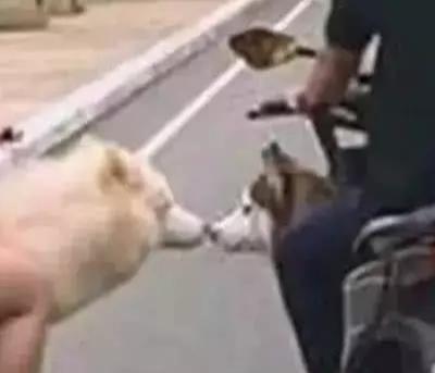 寵主騎車帶二哈遛彎，偶遇心上狗進行接吻，寵主：我能不能脫單就靠你了！