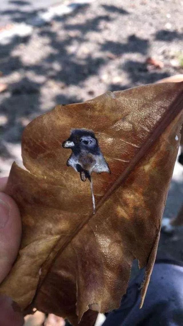 我的雙眼比鷹還銳利，但還是被這組照片騙了！