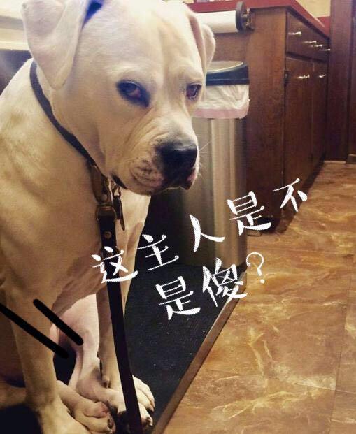 這5種情況下，不要隨便喊狗狗的名字，否則它再也不聽你的