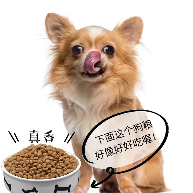 這5種情況下，不要隨便喊狗狗的名字，否則它再也不聽你的
