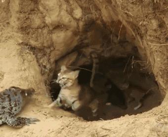 鱷魚發現貓媽媽巢穴，堵在門口欲傷害小貓，母貓不敵後攜崽逃跑