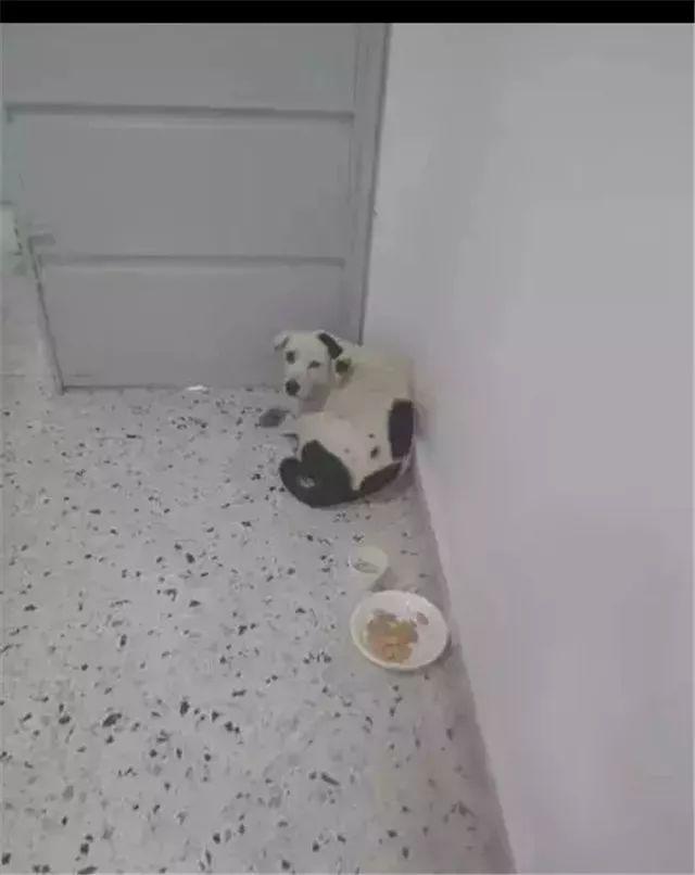 被主人拋棄後，它選擇了自殺