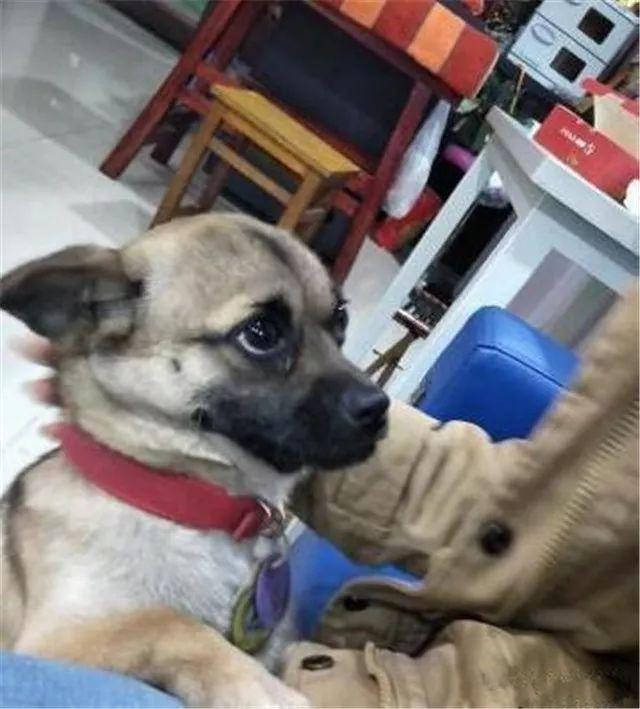 被主人拋棄後，它選擇了自殺