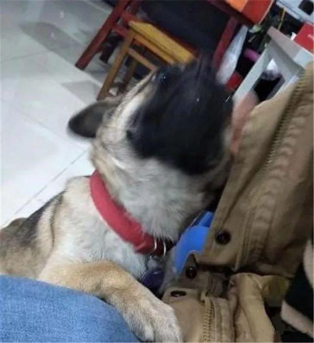 被主人拋棄後，它選擇了自殺