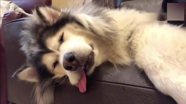 在狗狗心中，你是什麼樣的地位，從睡在哪裡可以看出來