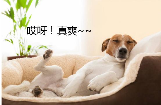 在狗狗心中，你是什麼樣的地位，從睡在哪裡可以看出來