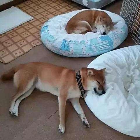 在狗狗心中，你是什麼樣的地位，從睡在哪裡可以看出來