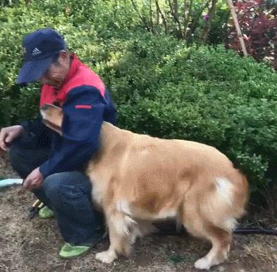 狗狗的「6種性格」類型，溫順、還是暴躁？一起來揭曉