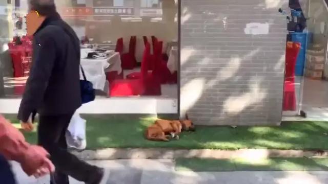 土狗因同伴離世而悲痛絕食，主人心中焦急，打葡萄糖為它續命