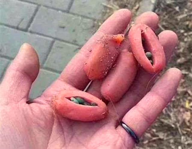 土狗因同伴離世而悲痛絕食，主人心中焦急，打葡萄糖為它續命