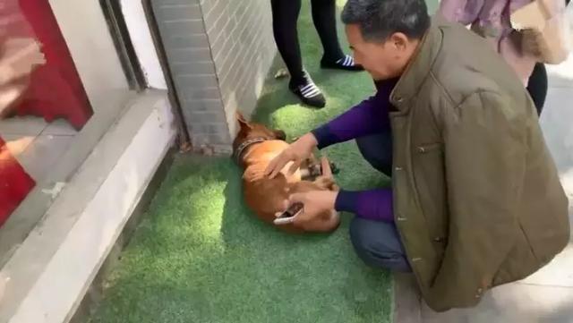 土狗因同伴離世而悲痛絕食，主人心中焦急，打葡萄糖為它續命