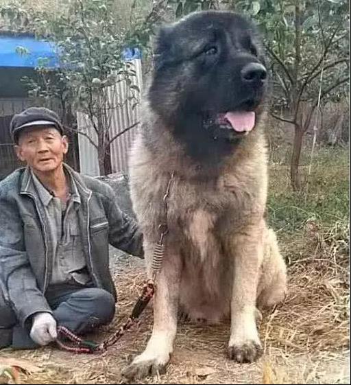 老人山中養只狗，幾年後狗狗讓人意想不到，每天讓人安全感十足！