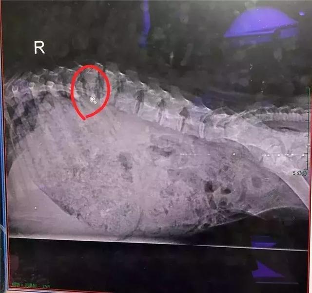 流浪狗偶遇車禍後倒在路旁，傷重時被人救助，恢復健康後擁有新家