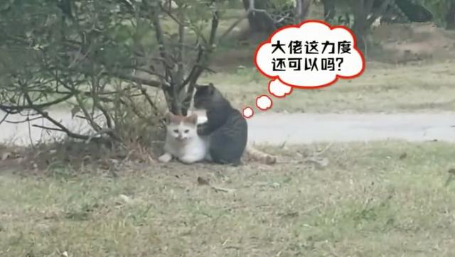 校園中出現貓咪欺凌，小黑貓無奈為橘貓捶背