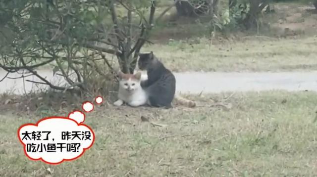 校園中出現貓咪欺凌，小黑貓無奈為橘貓捶背
