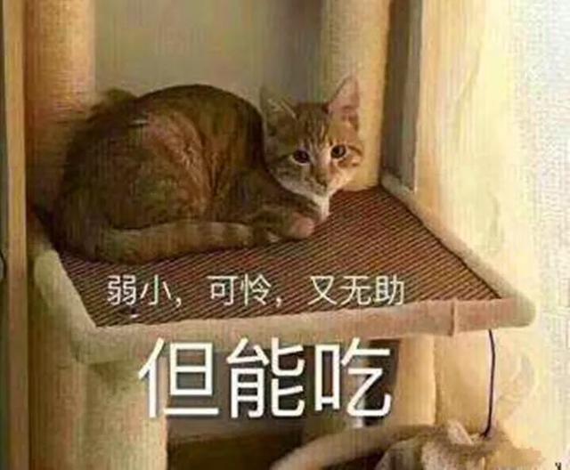 校園中出現貓咪欺凌，小黑貓無奈為橘貓捶背