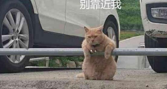 偶遇一隻橘貓，一直兇狠的盯著所有人，有一種欠它錢的感覺
