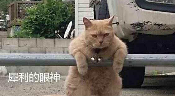 偶遇一隻橘貓，一直兇狠的盯著所有人，有一種欠它錢的感覺