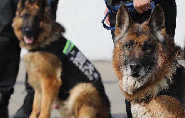 最強的5大護衛犬，不僅忠誠、還很服從