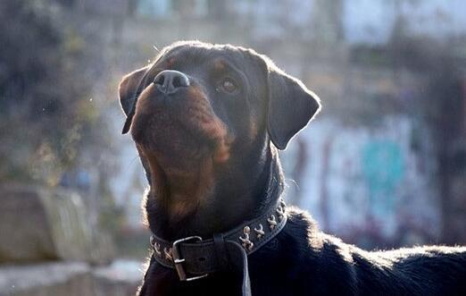 最強的5大護衛犬，不僅忠誠、還很服從