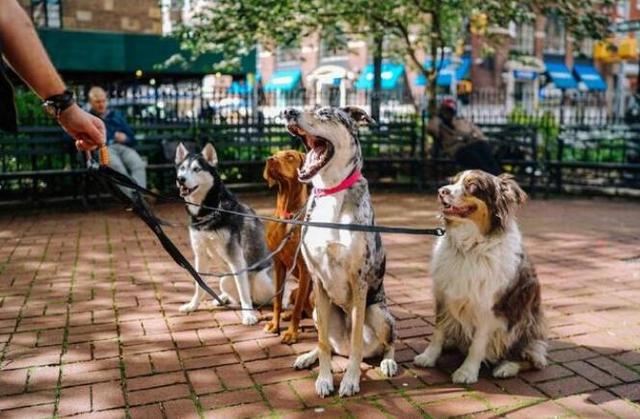 最強的5大護衛犬，不僅忠誠、還很服從