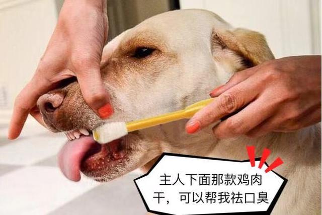 最強的5大護衛犬，不僅忠誠、還很服從