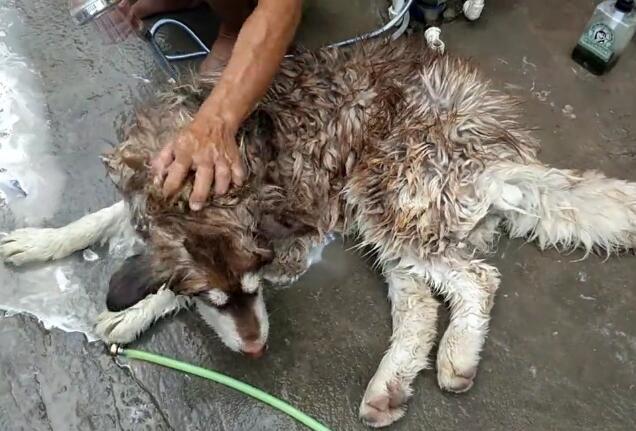 這5種行為，正在慢性傷害你的狗，而你卻沒有發覺