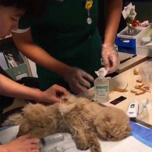 流浪奶牛貓向好心人求助，主動搭救瀕死加菲貓，成功後默默離開