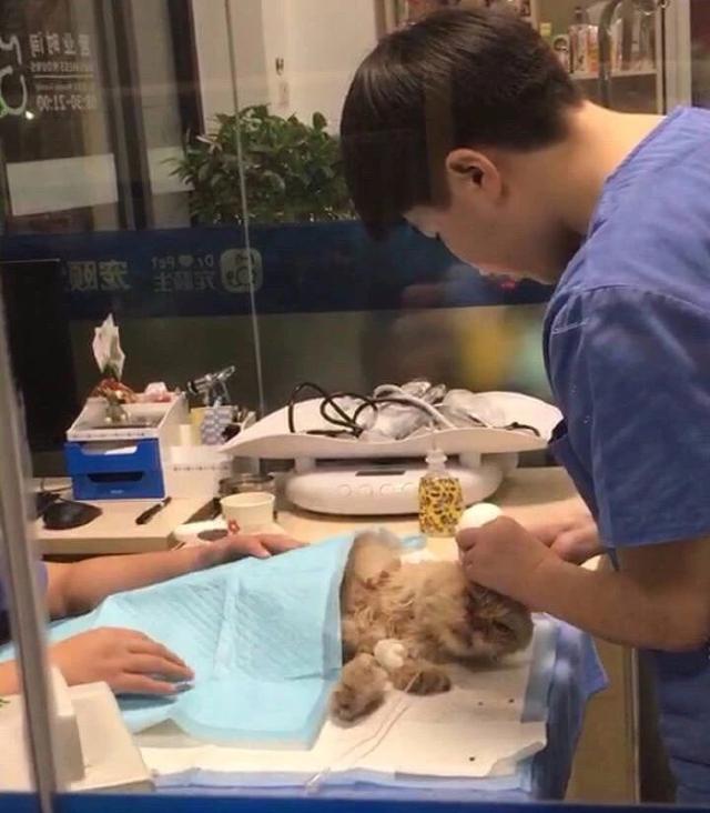 流浪奶牛貓向好心人求助，主動搭救瀕死加菲貓，成功後默默離開