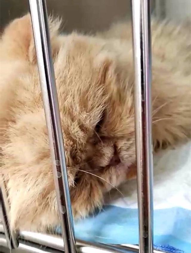 流浪奶牛貓向好心人求助，主動搭救瀕死加菲貓，成功後默默離開