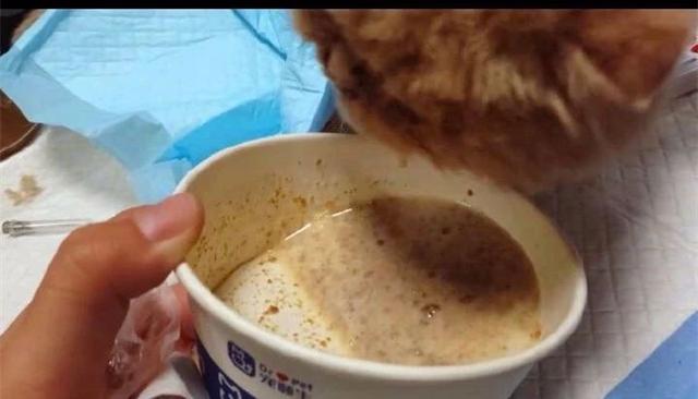 流浪奶牛貓向好心人求助，主動搭救瀕死加菲貓，成功後默默離開