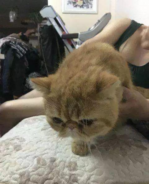流浪奶牛貓向好心人求助，主動搭救瀕死加菲貓，成功後默默離開