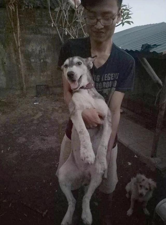 路人撿回流浪狗精心照料，治癒後哈士奇顏值超高，網友卻稱賠本