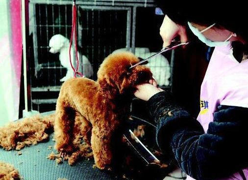 這些做法如同在給狗狗「上刑」，勸你別犯